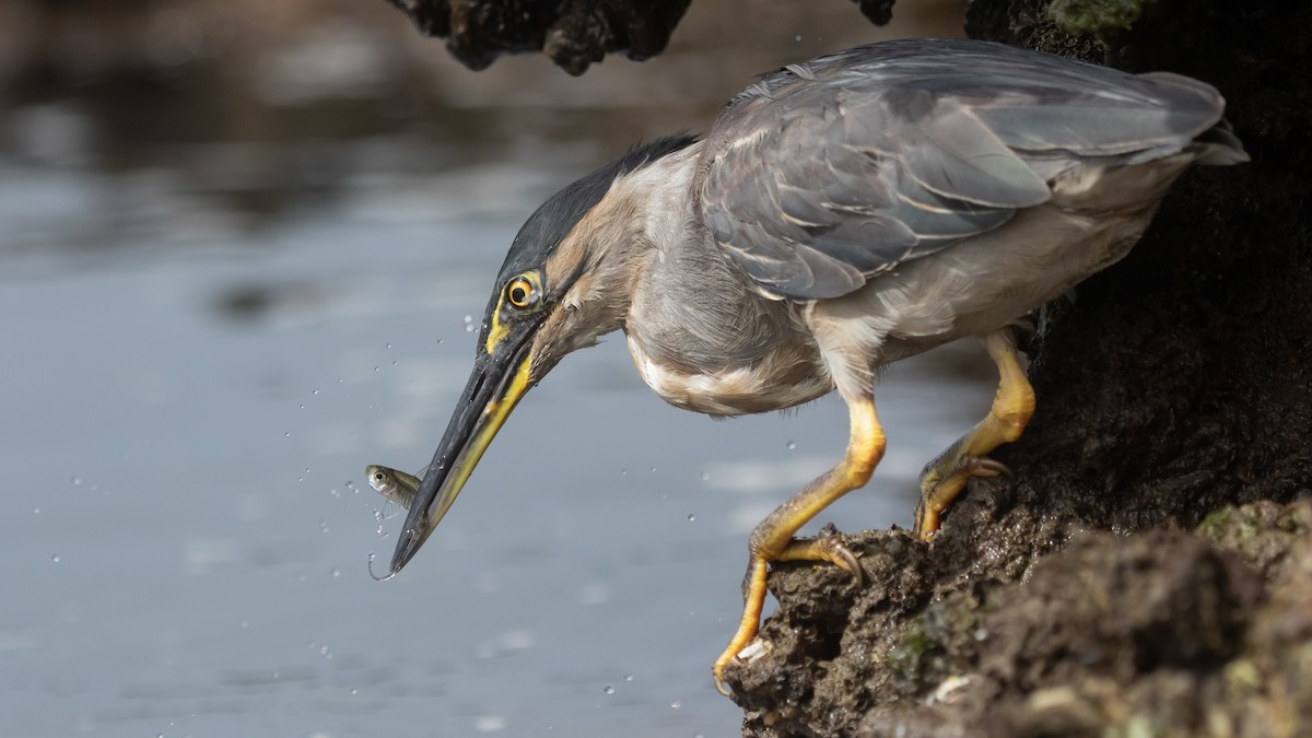 Little Heron - ML630625036
