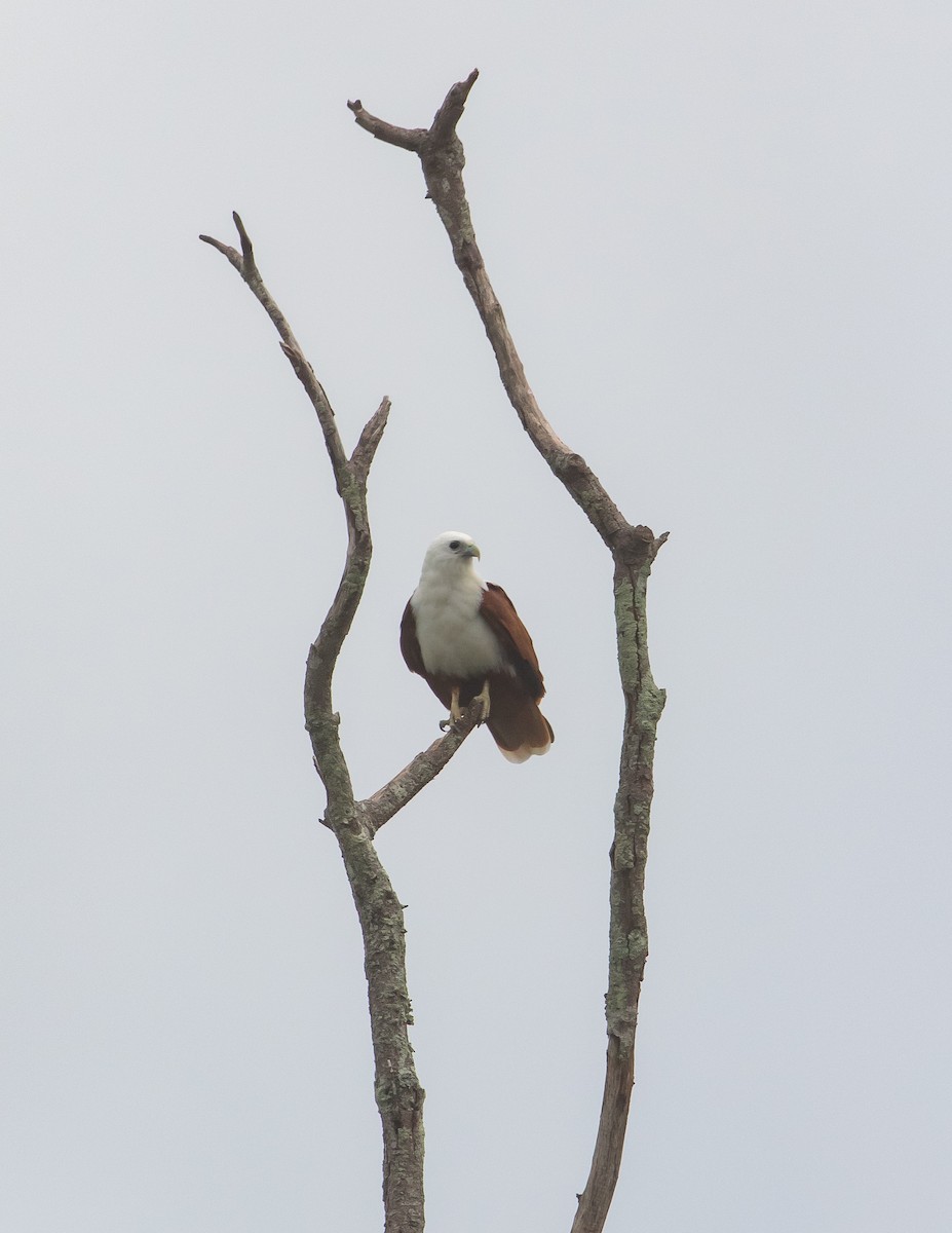 Brahminy Kite - ML630625042