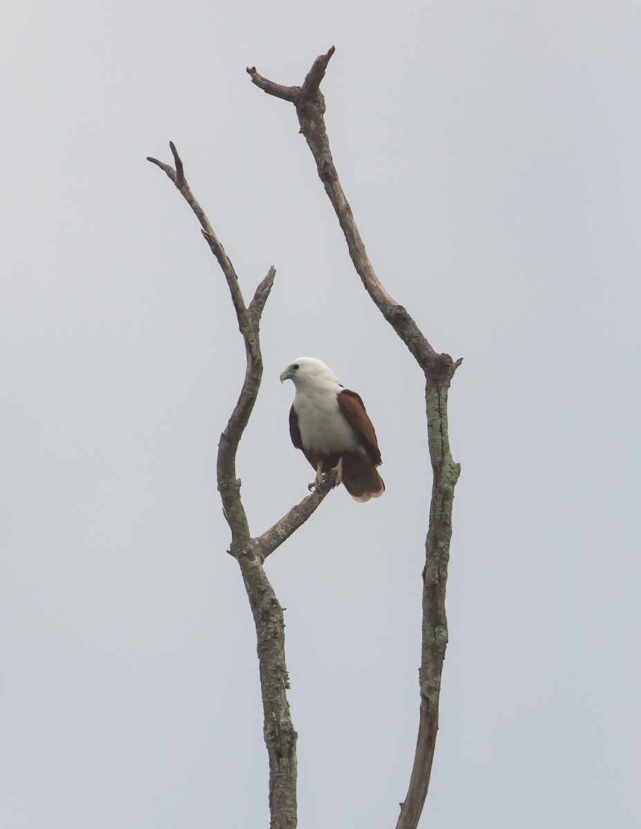 Brahminy Kite - ML630625043