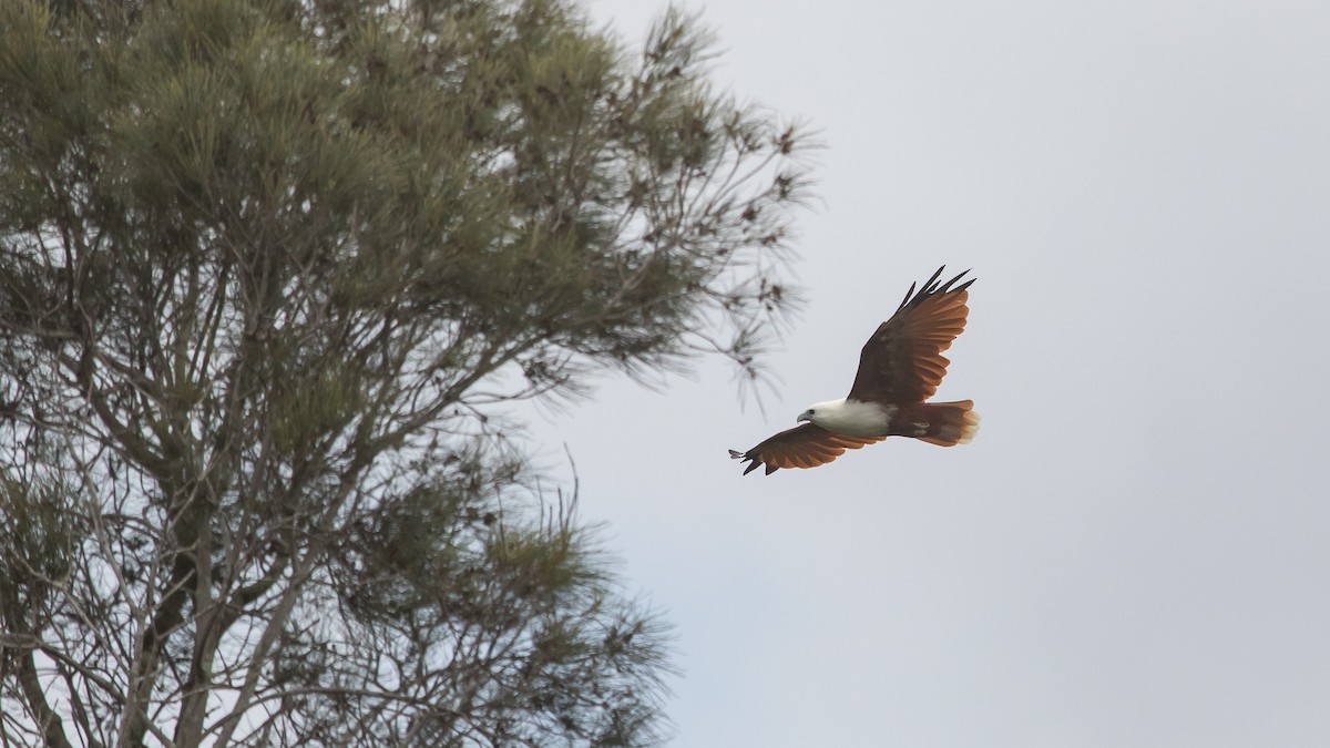 Brahminy Kite - ML630625044