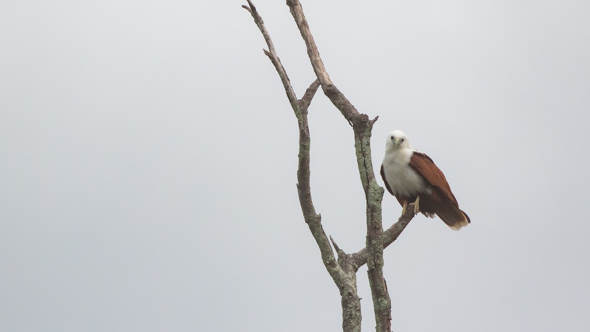 Brahminy Kite - ML630625045