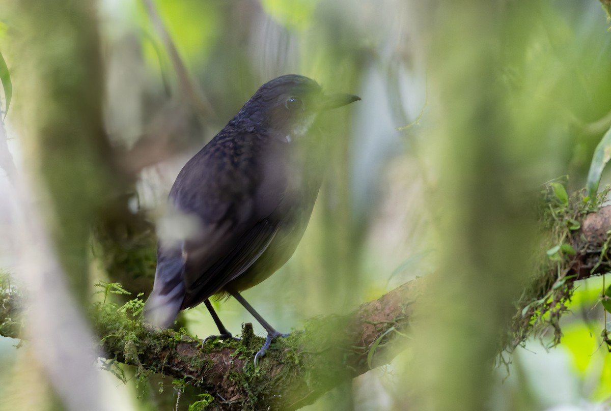 Moustached Antpitta - ML630625082