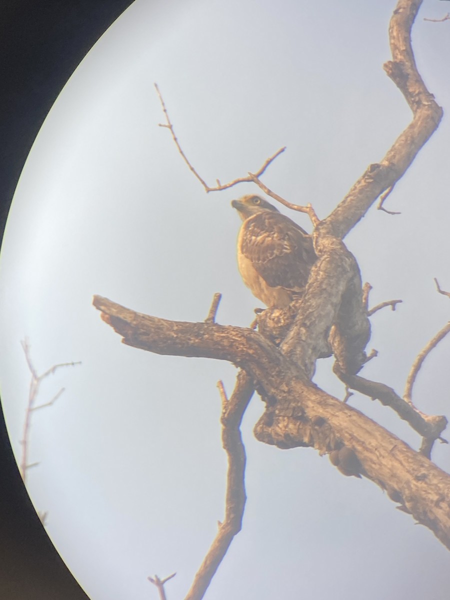 Osprey - ML630625321