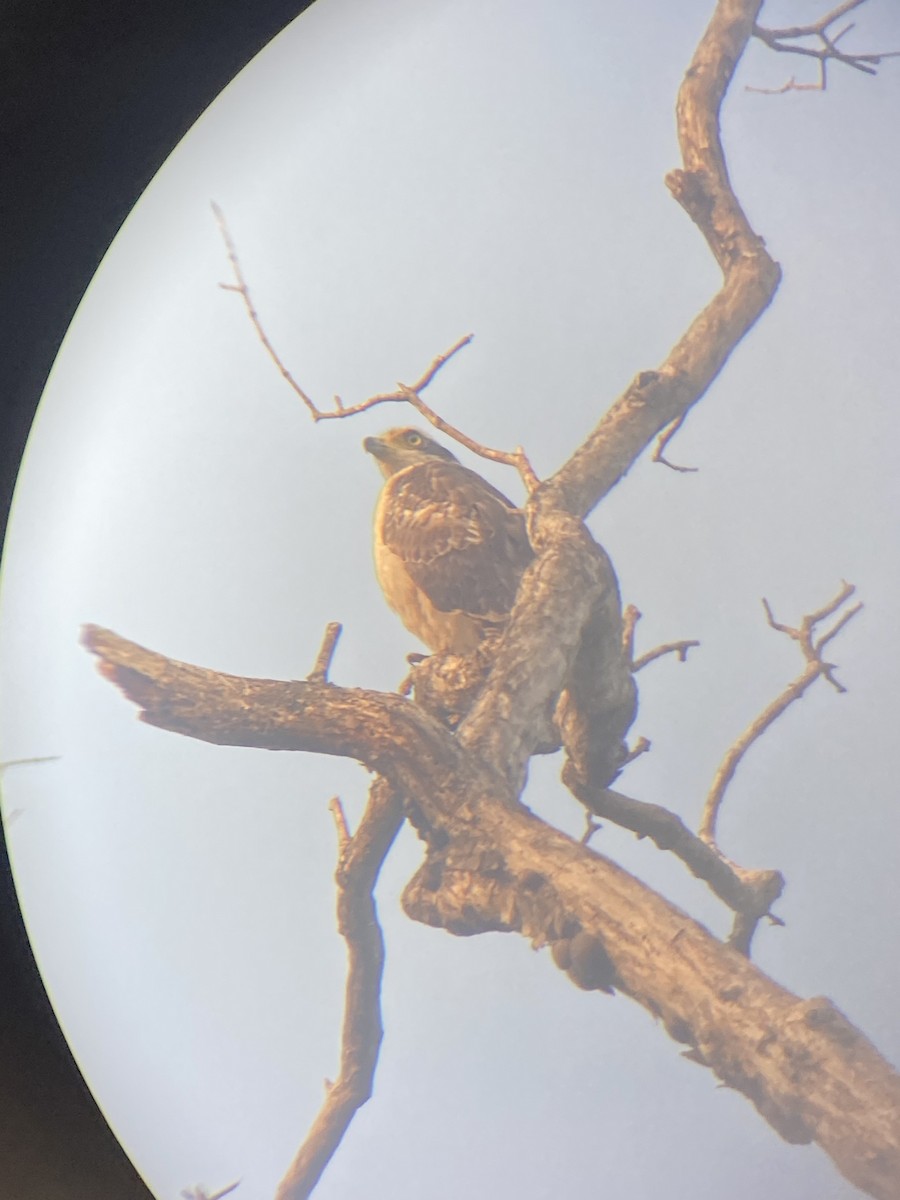 Osprey - ML630625322