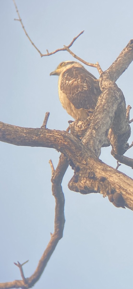 Osprey - ML630625323