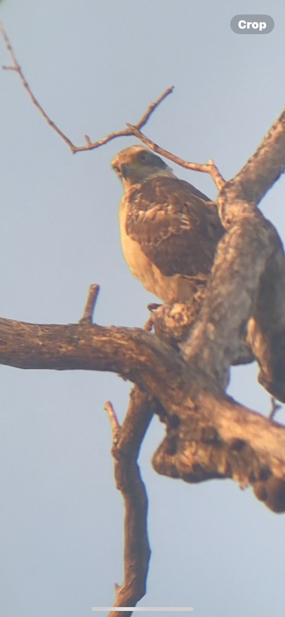 Osprey - ML630625365