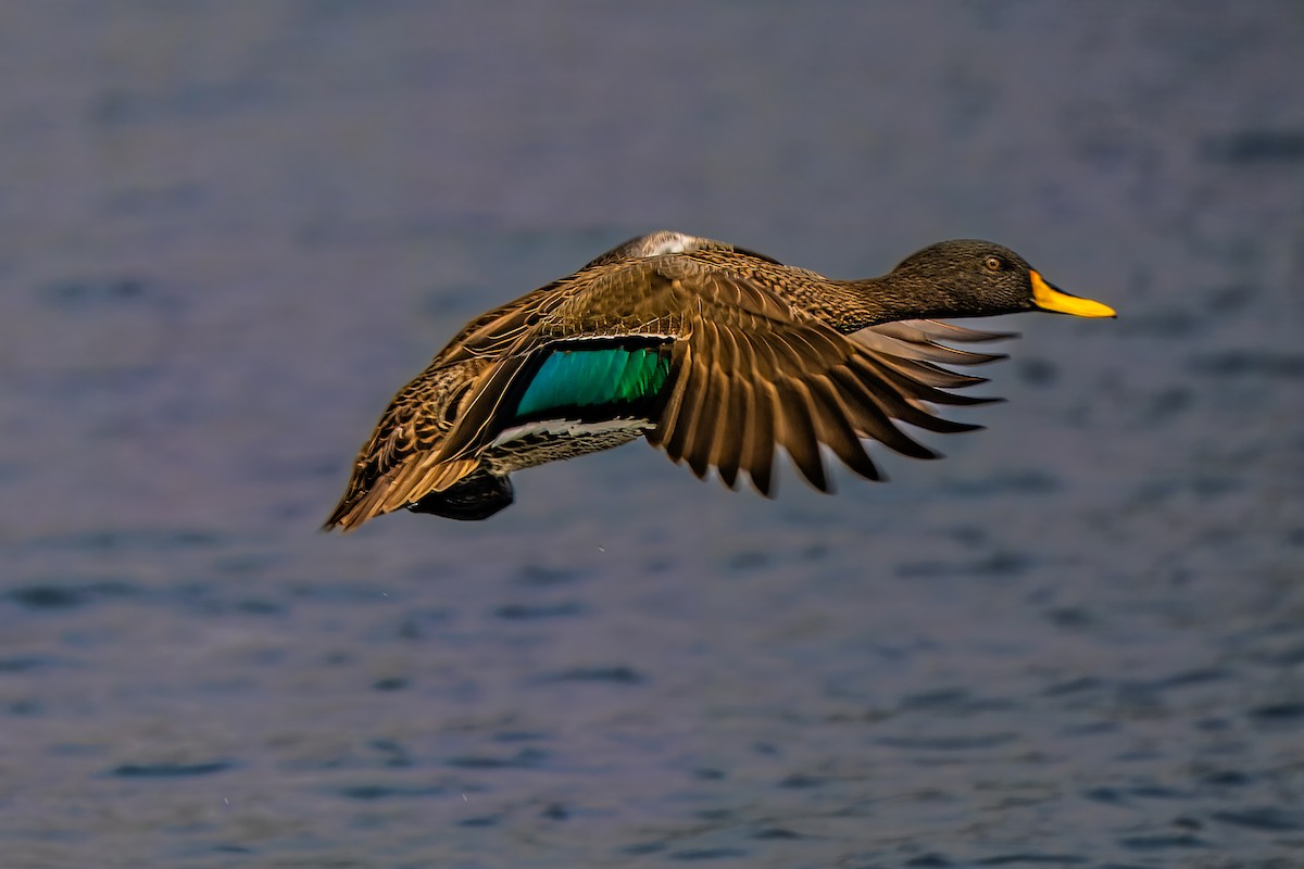 Yellow-billed Duck - ML630625650