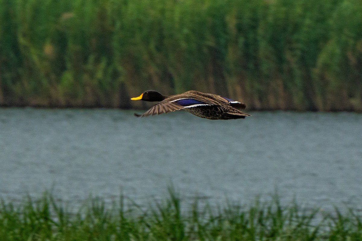 Yellow-billed Duck - ML630625651