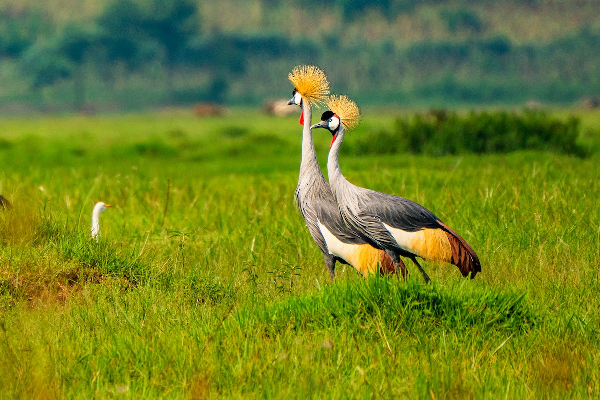 Gray Crowned-Crane - ML630625652