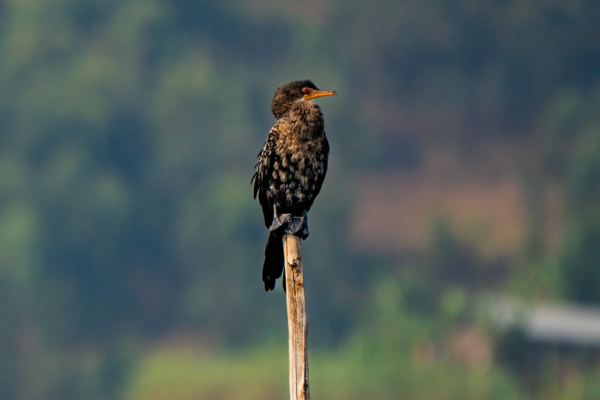 Reed Cormorant - ML630625667