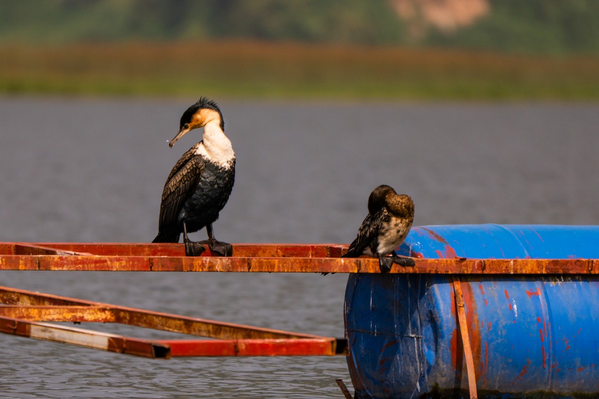 Great Cormorant - ML630625668