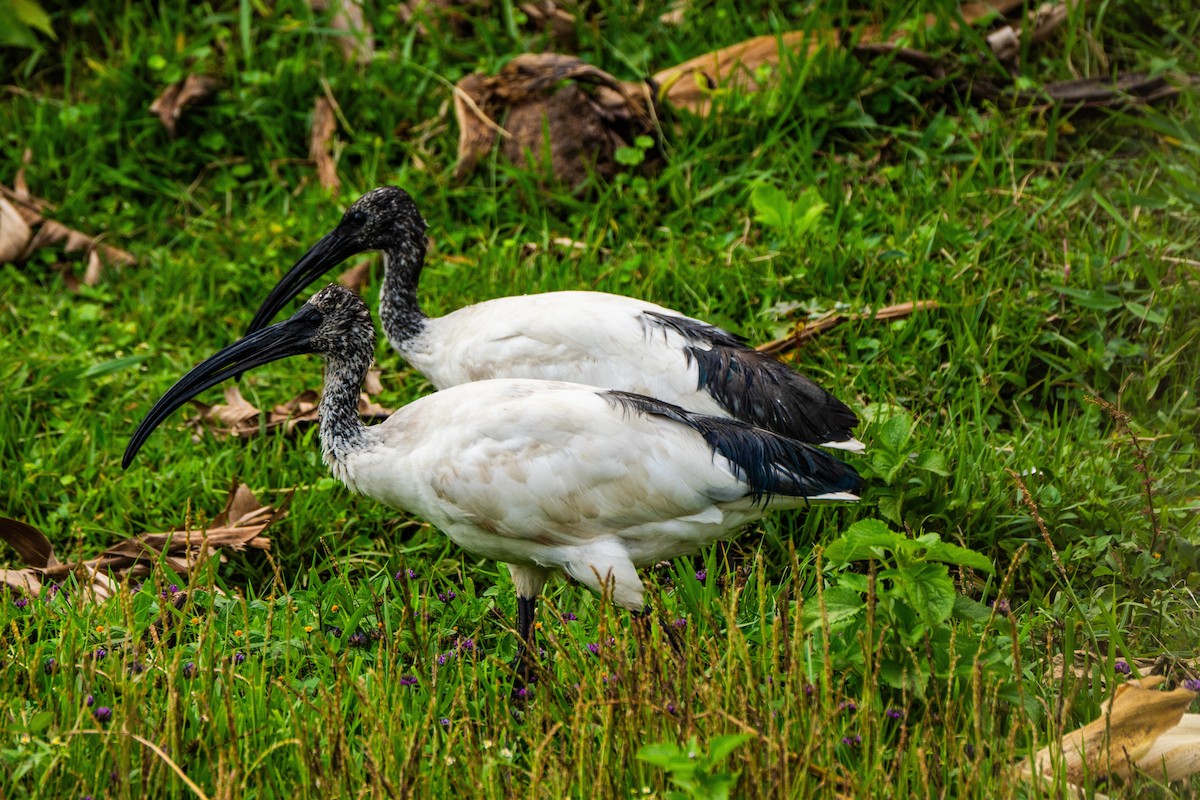 African Sacred Ibis - ML630625677