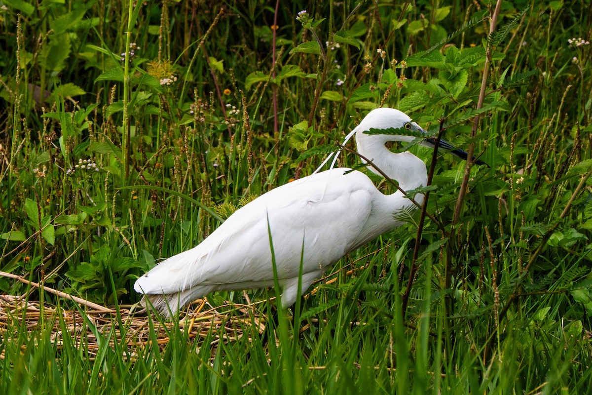 Little Egret - ML630625681
