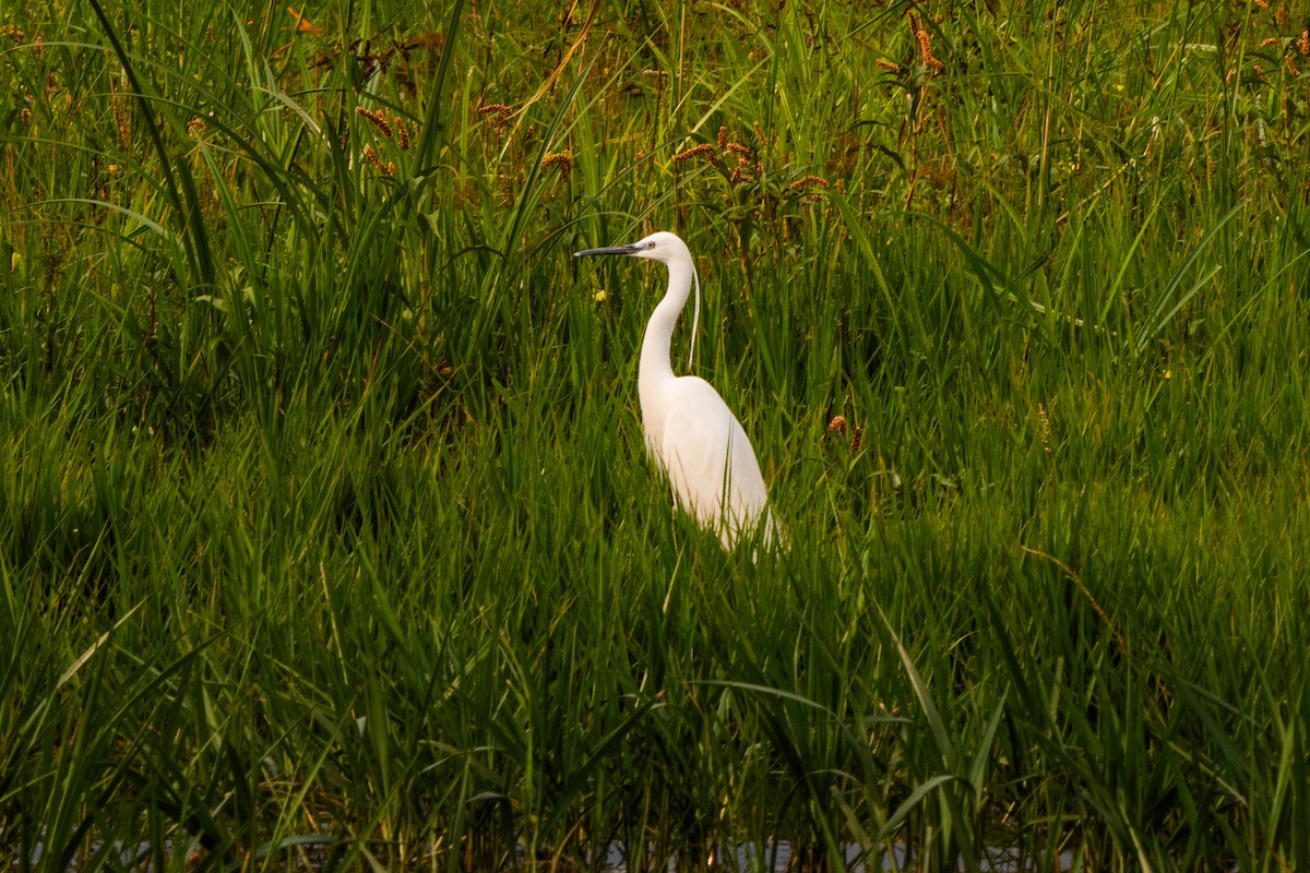 Little Egret - ML630625682
