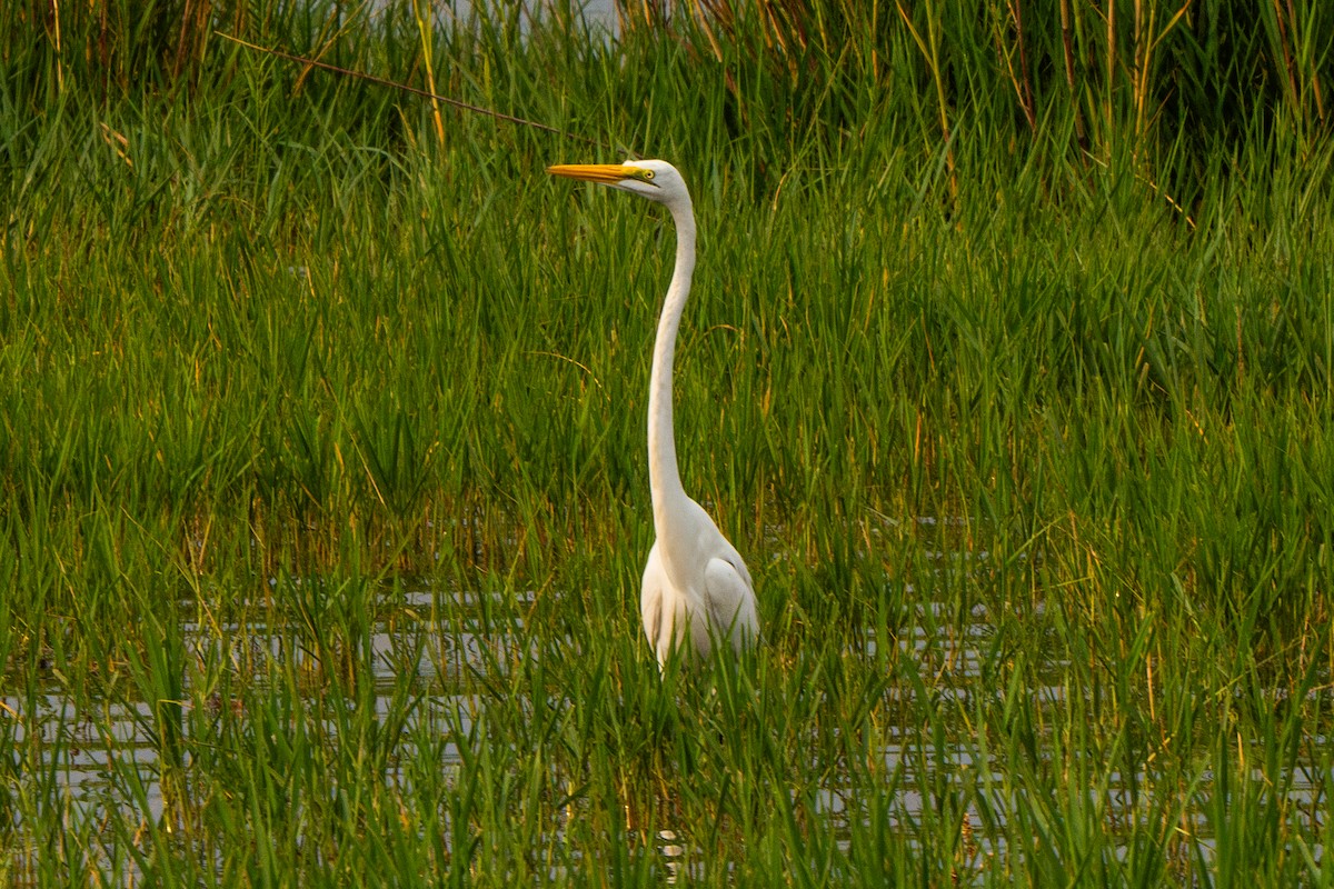 Great Egret - ML630625684