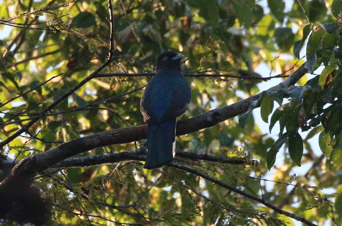 Citreoline Trogon - ML630625737