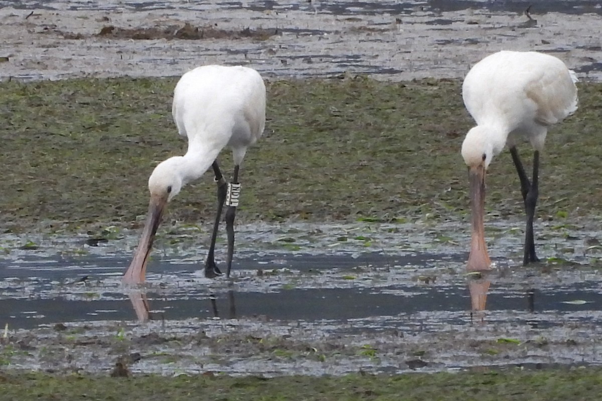 Eurasian Spoonbill - ML630625740