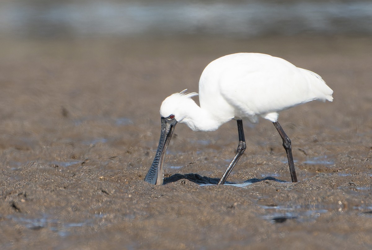 Black-faced Spoonbill - ML630625849