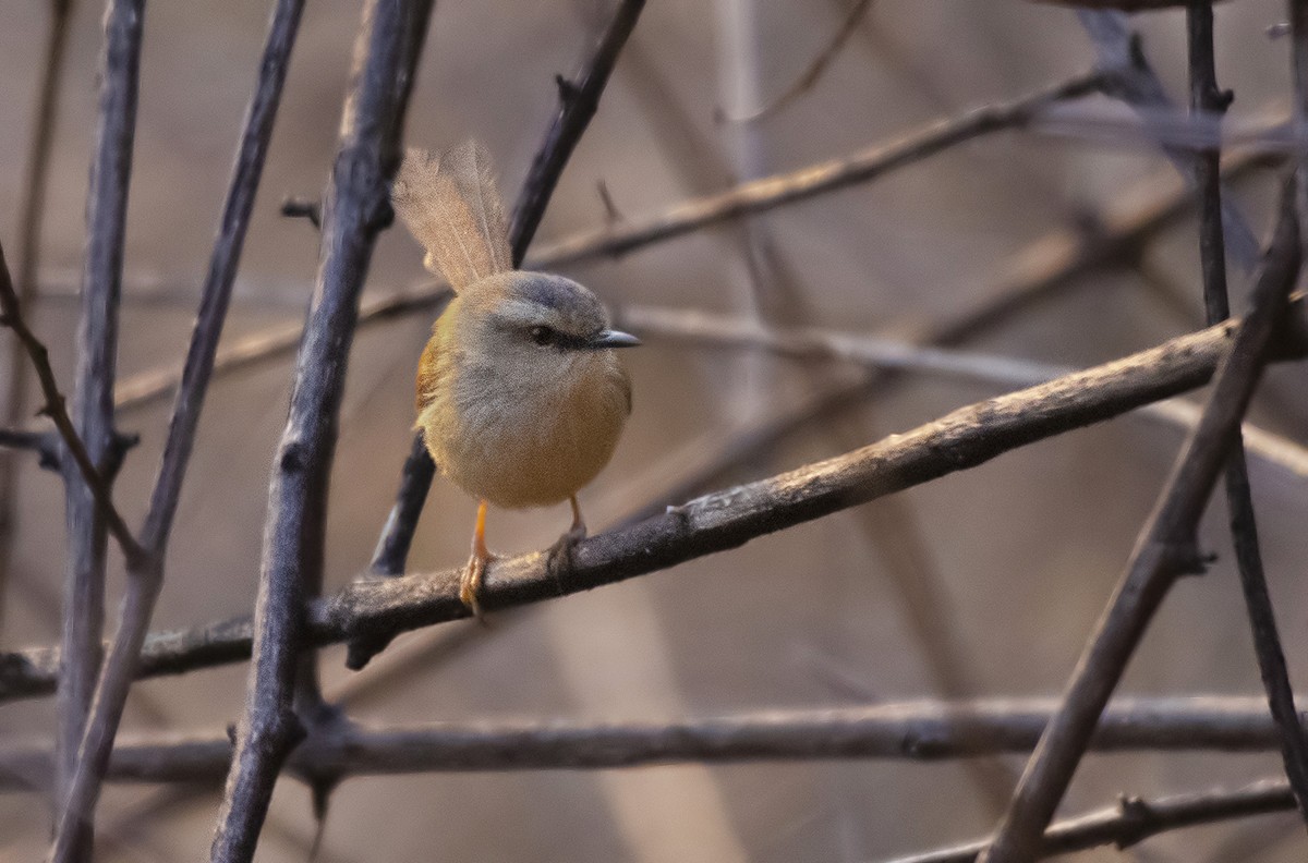 Gray-crowned Prinia - ML630625972