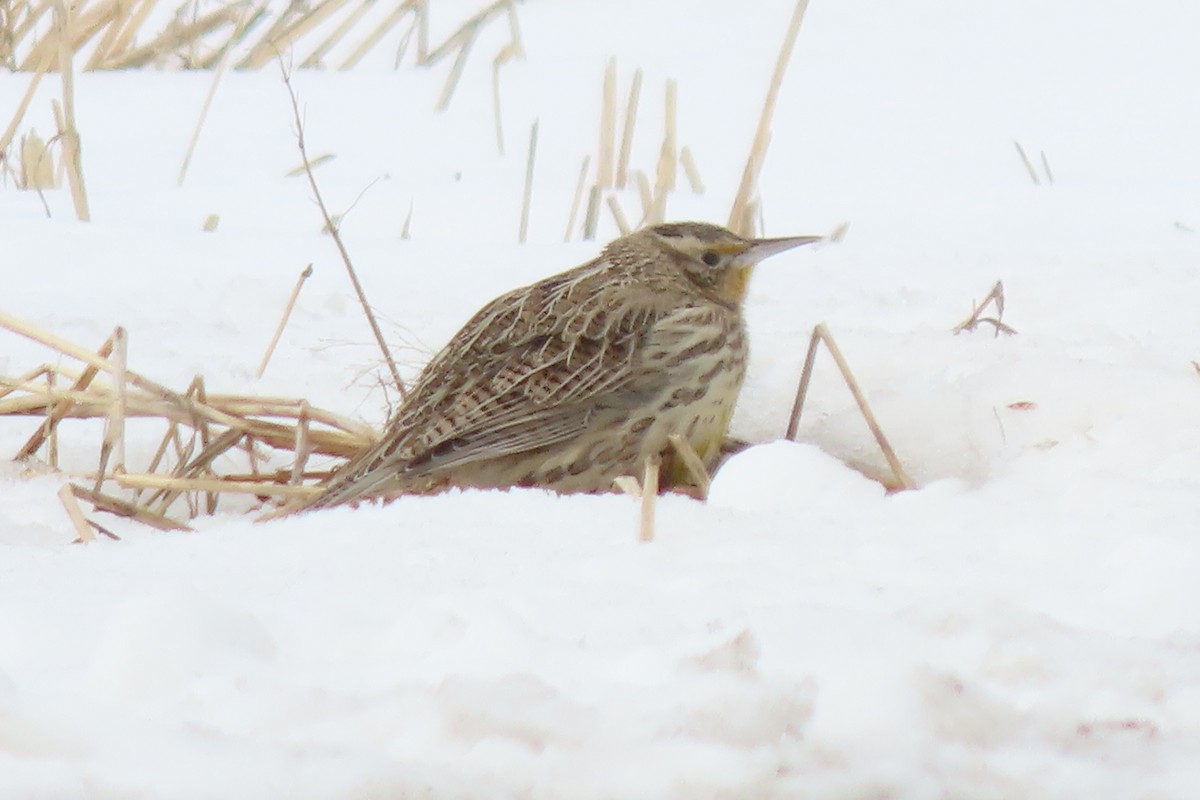 Western Meadowlark - ML630626605