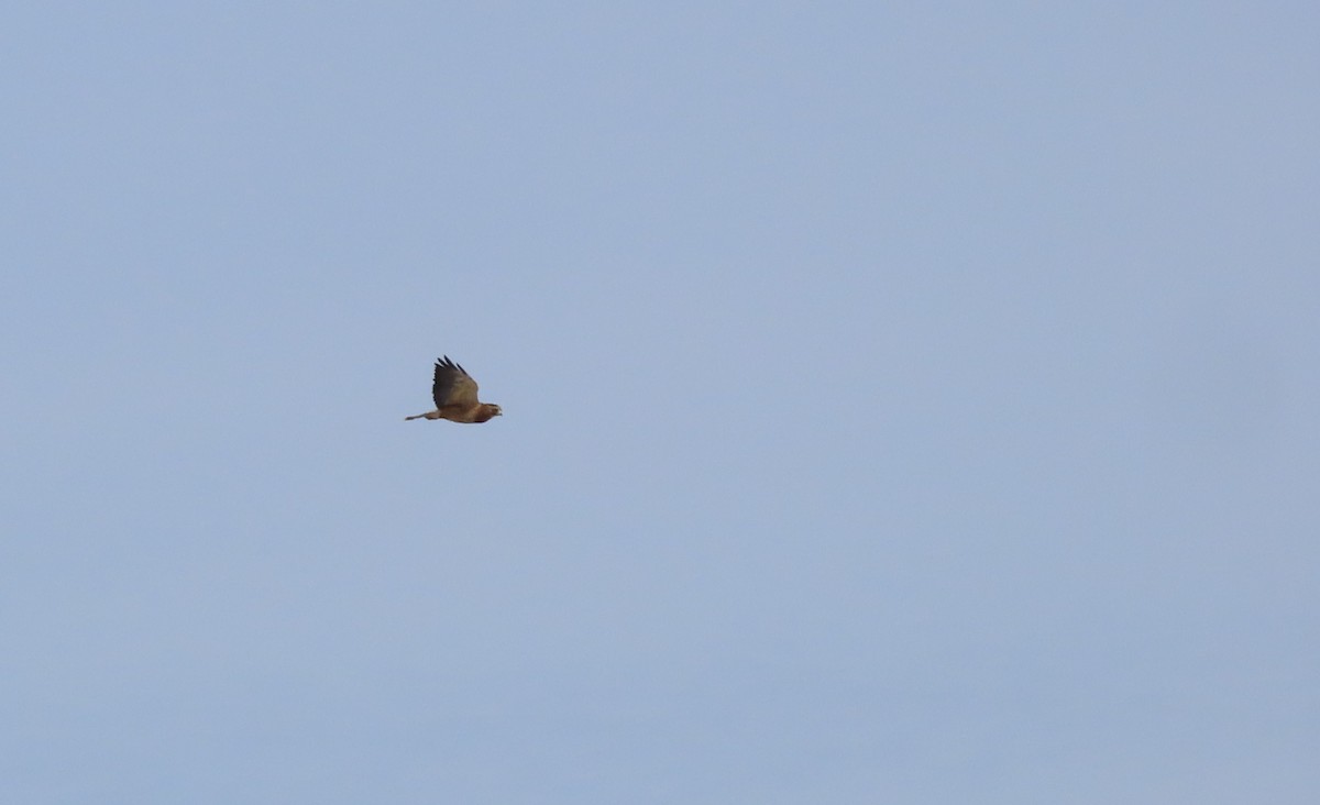 Swainson's Hawk - ML630626775