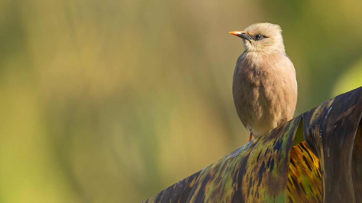 Burmese Myna - ML630626896