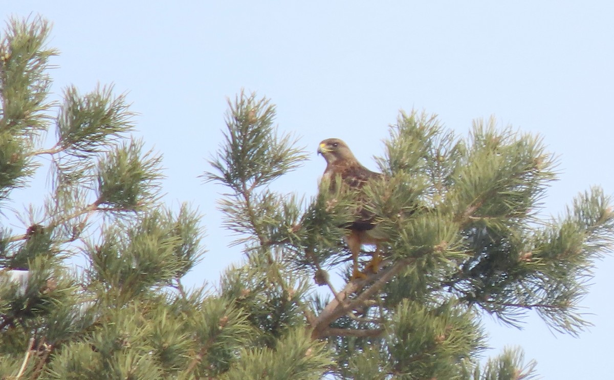 Swainson's Hawk - ML630626915