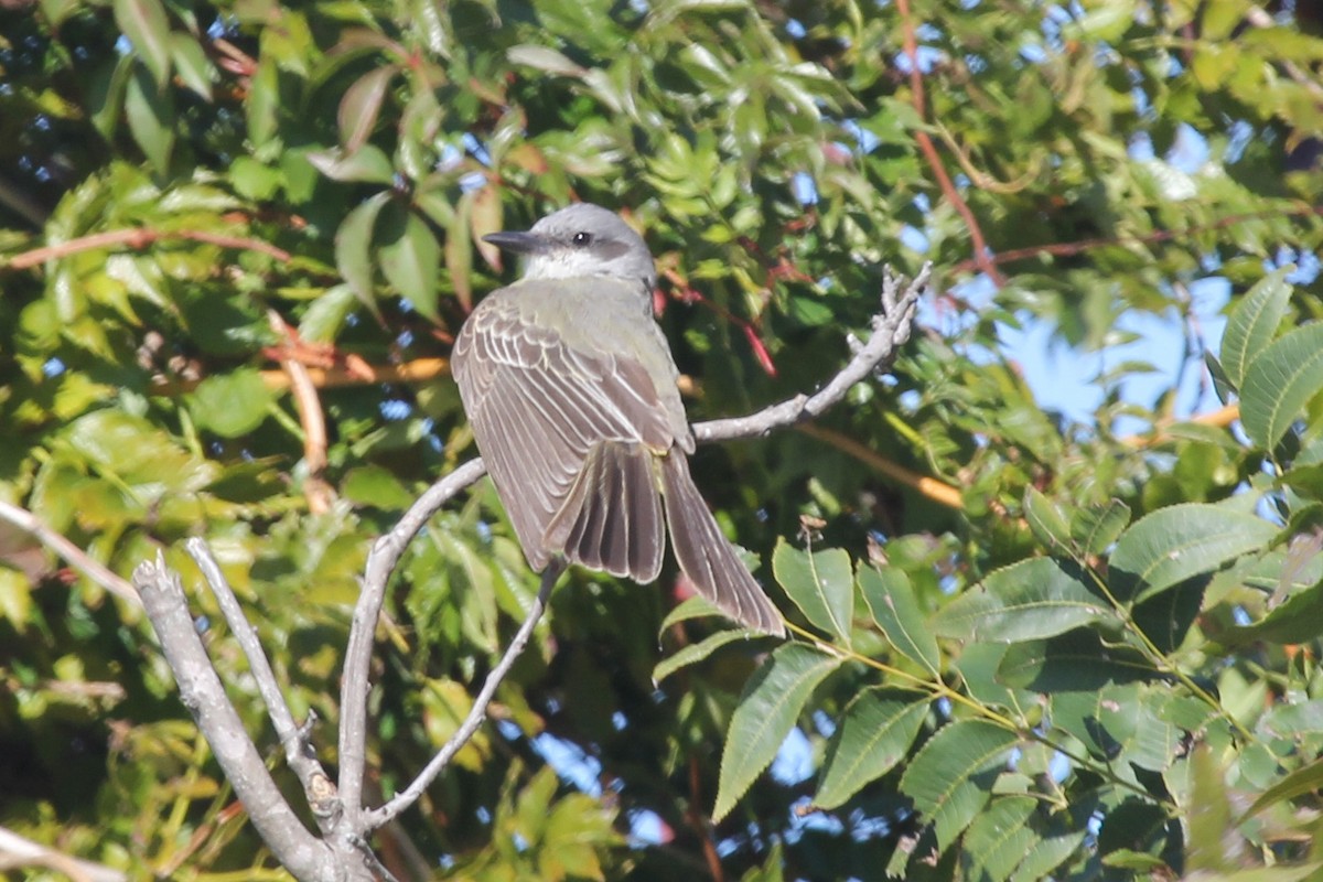 Tropical Kingbird - ML630626964