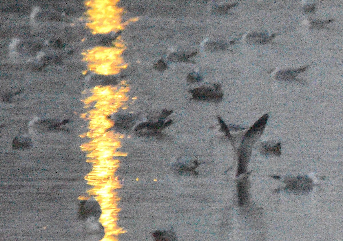 Lesser Black-backed Gull - ML630627007
