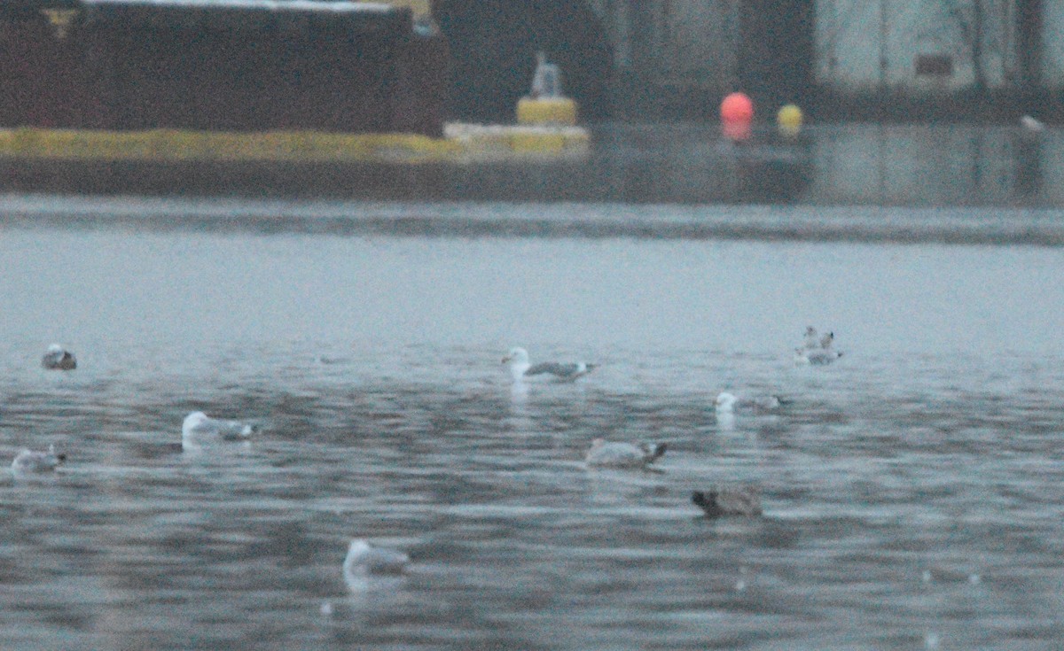 gull sp. - ML630627009