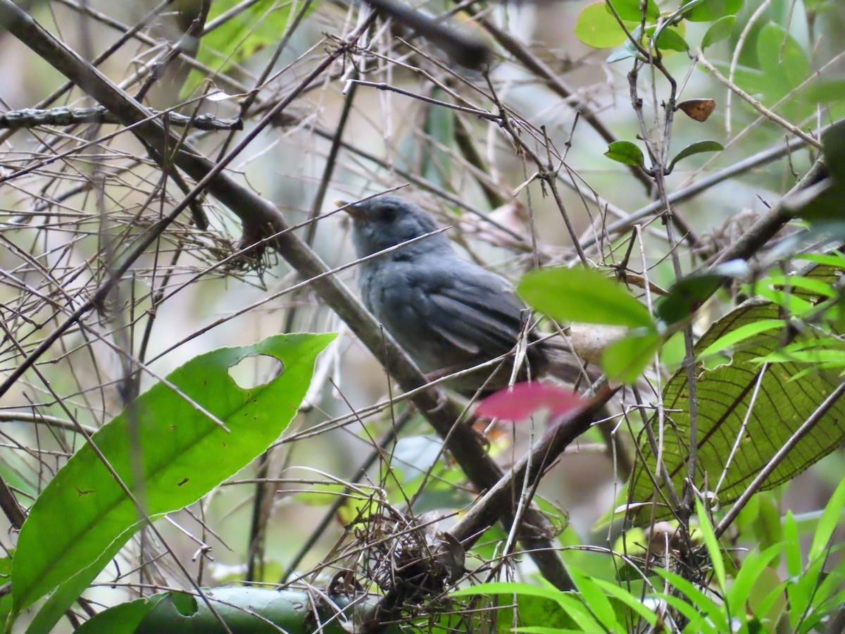 Rock Tapaculo - ML630627363