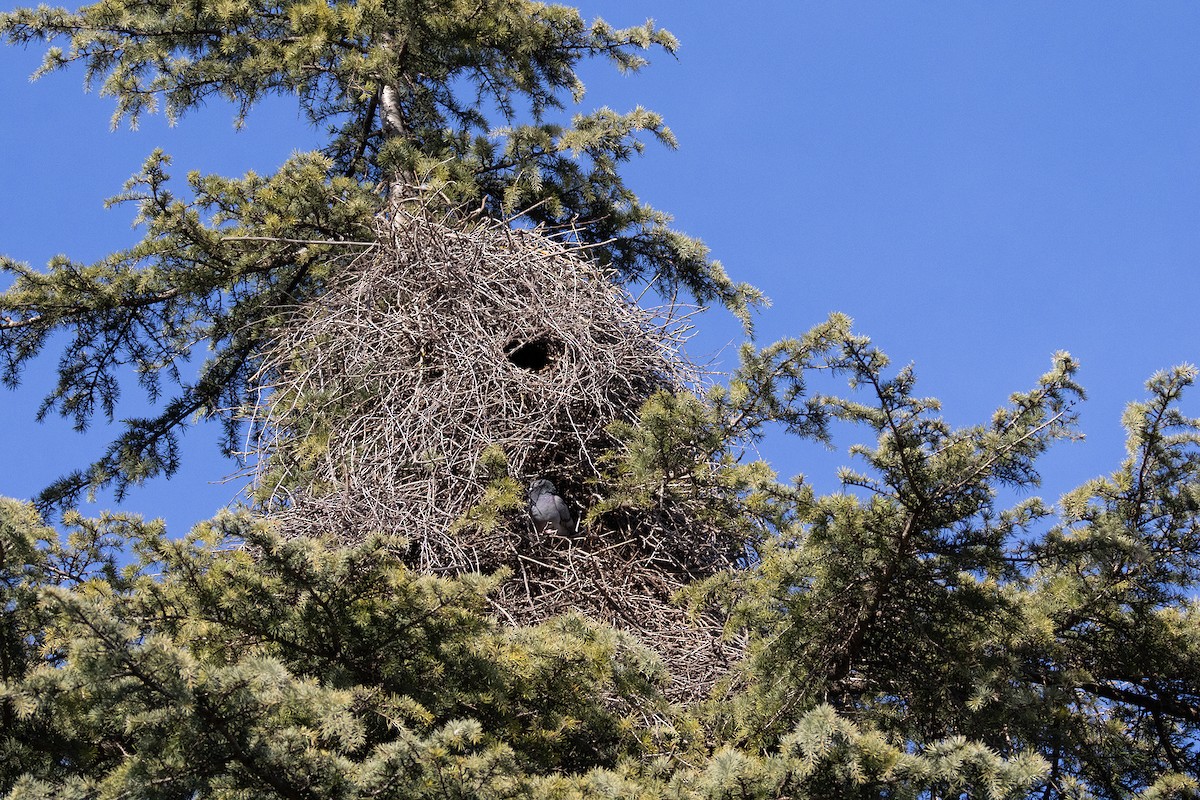 Monk Parakeet - ML630627367