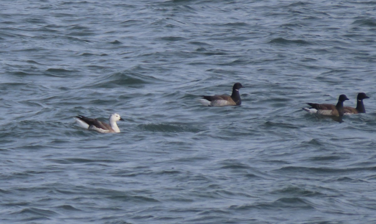 Snow Goose x Brant (hybrid) - ML630627443