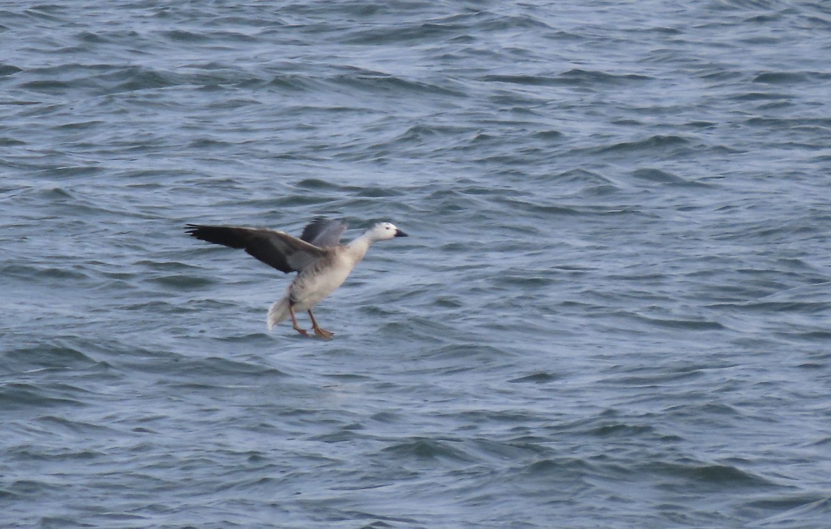 Snow Goose x Brant (hybrid) - ML630627444
