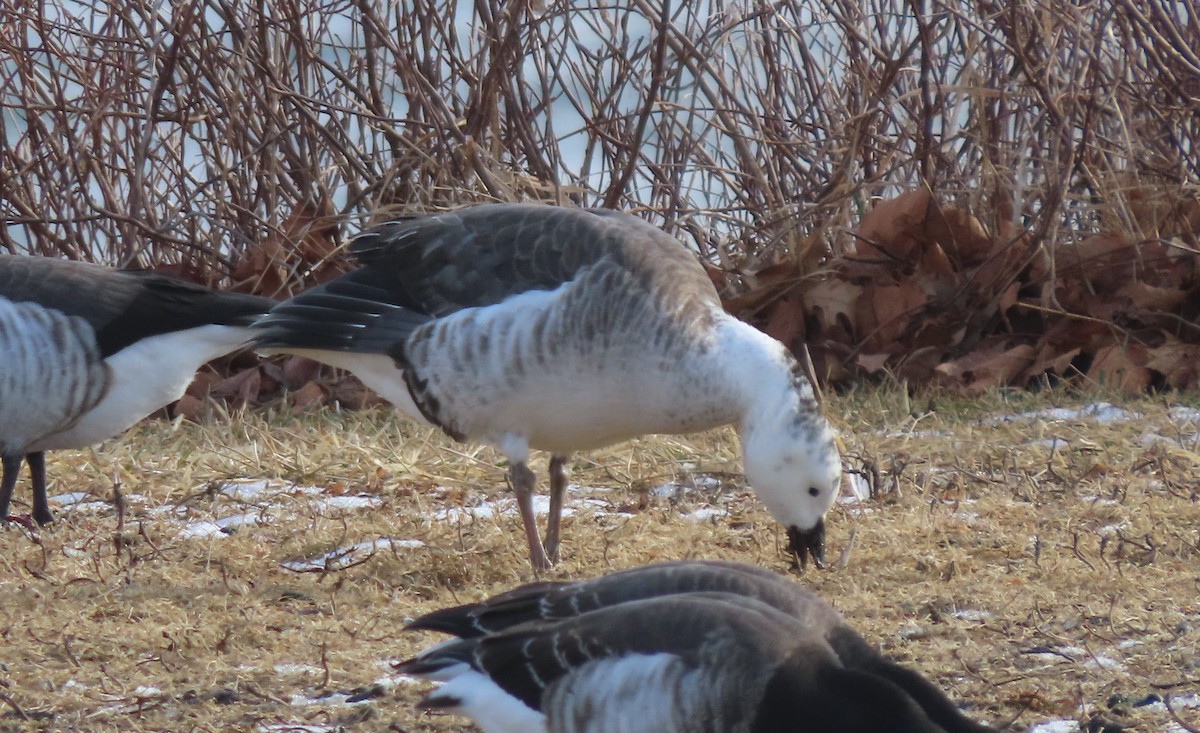 Snow Goose x Brant (hybrid) - ML630627445