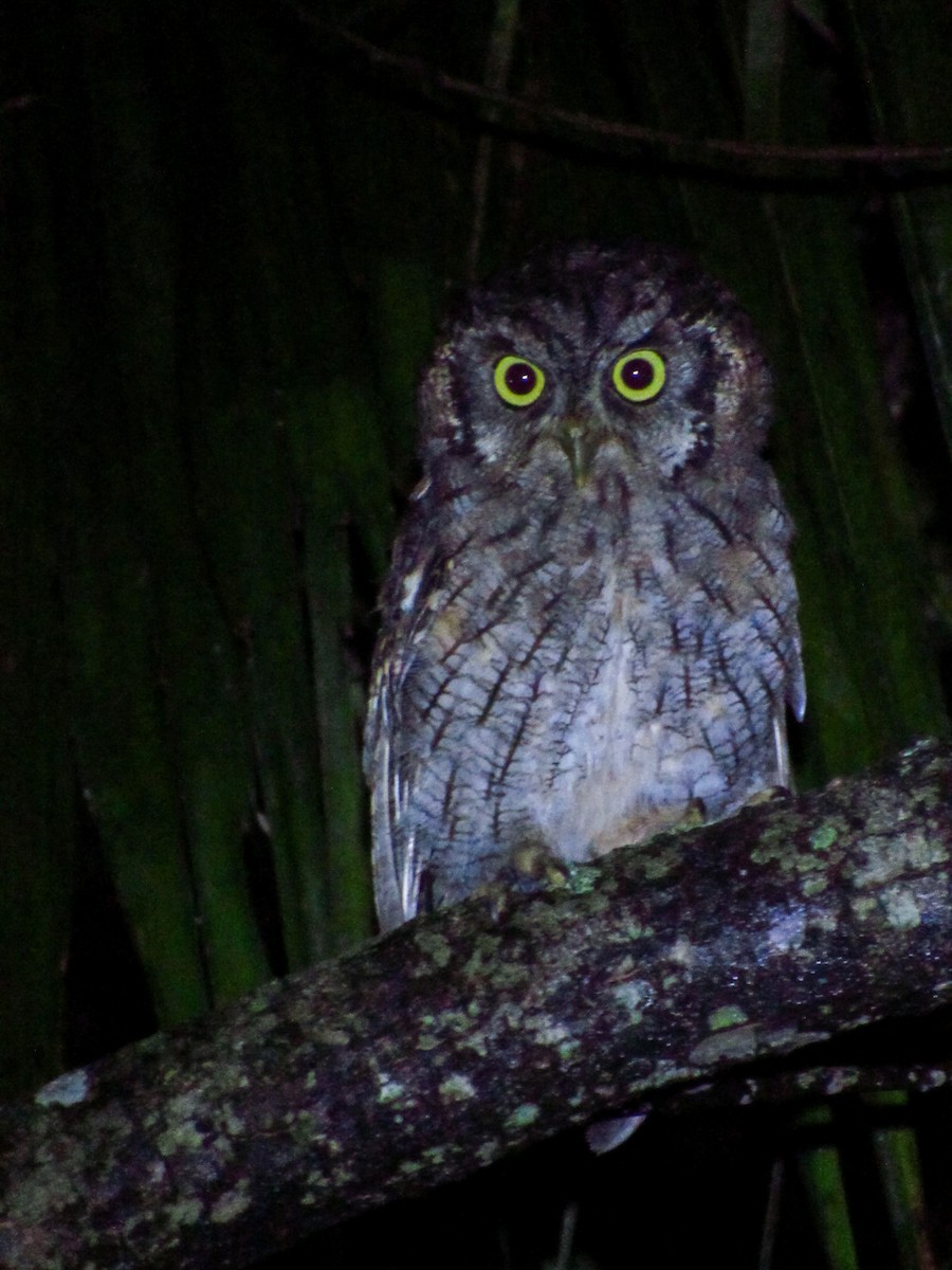 Tropical Screech-Owl - ML630627465