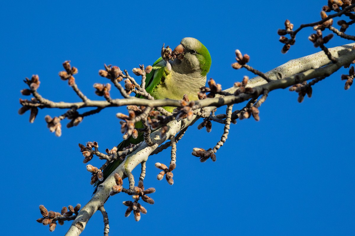 Monk Parakeet - ML630627477