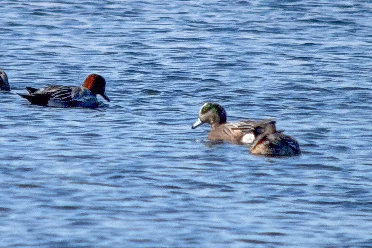 American Wigeon - ML630627556