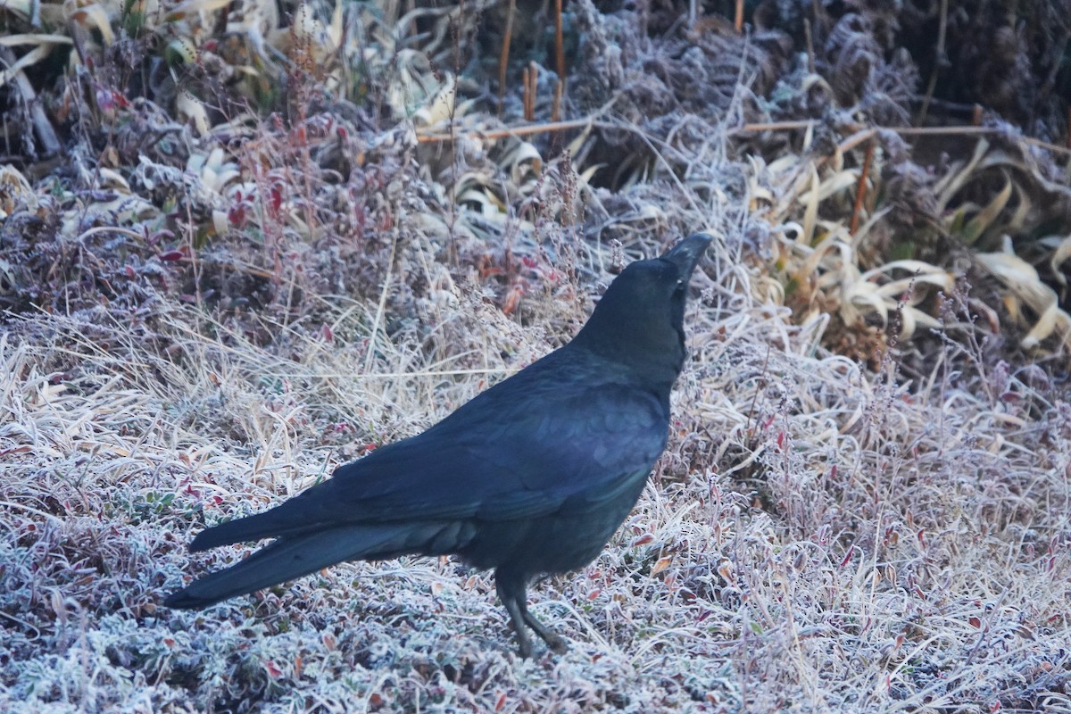Large-billed Crow - ML630627666