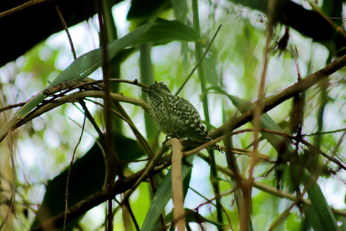 datel savanový - ML630627682