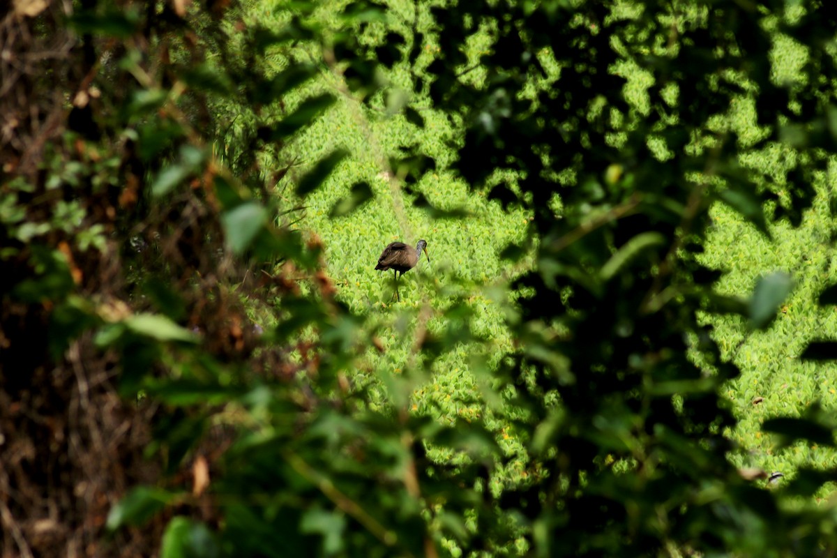 kurlan chřástalovitý - ML630627686