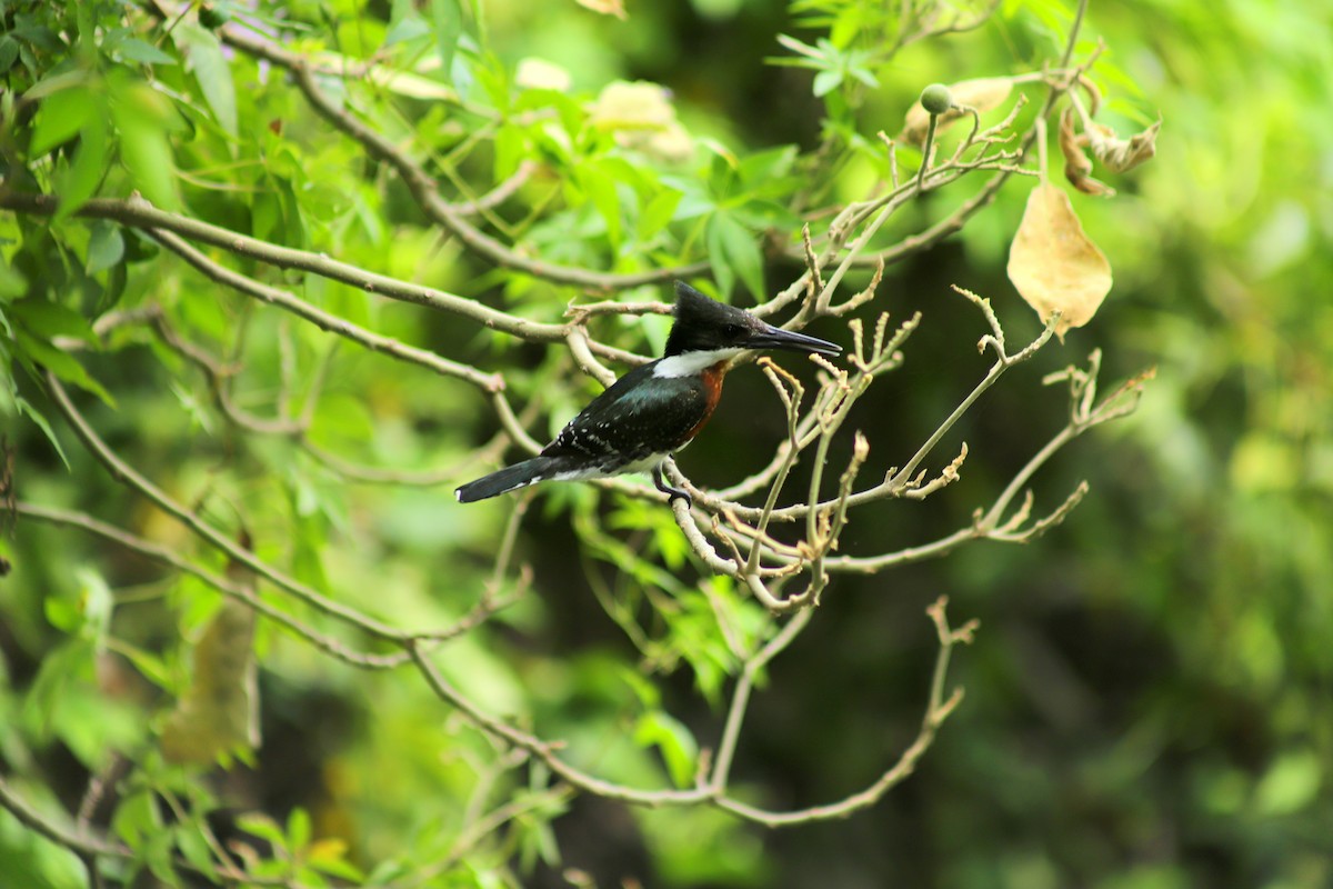 rybařík zelený - ML630627690
