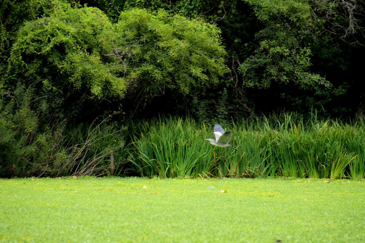 volavka jihoamerická - ML630627697