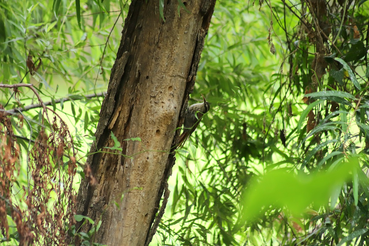 Narrow-billed Woodcreeper - ML630627703