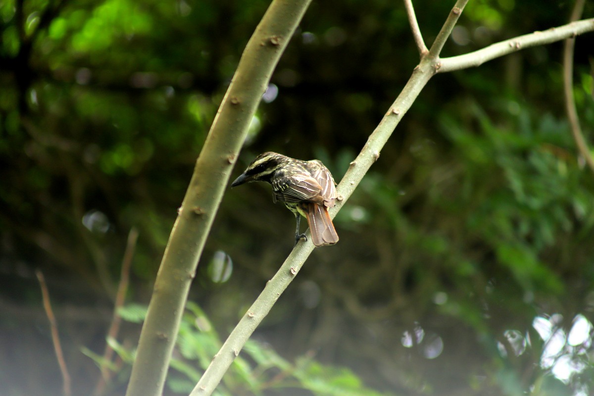 Streaked Flycatcher - ML630627709