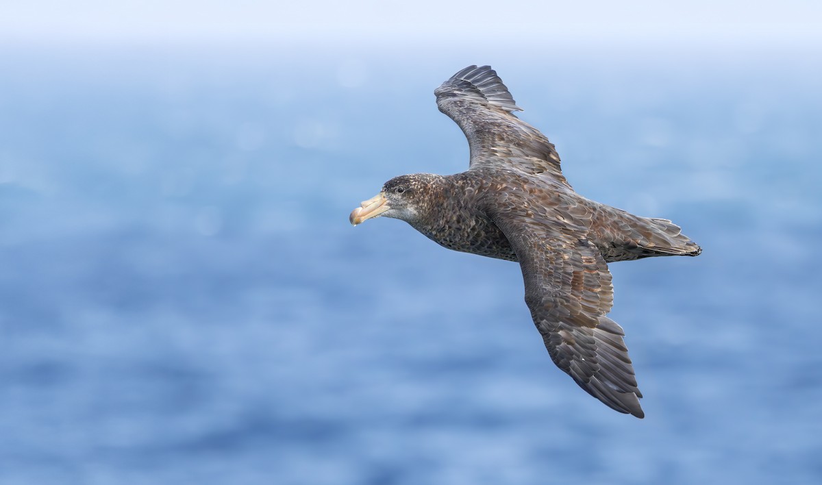 Northern Giant-Petrel - ML630627734