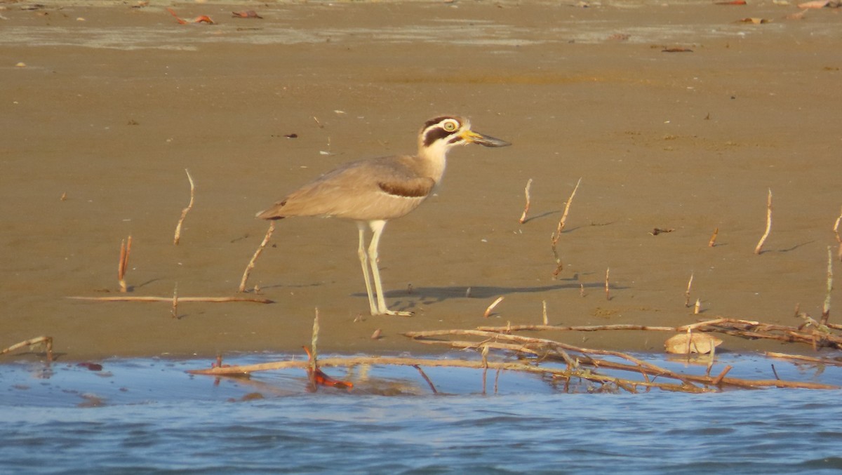 Great Thick-knee - ML630627863