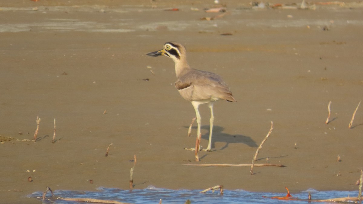 Great Thick-knee - ML630627864
