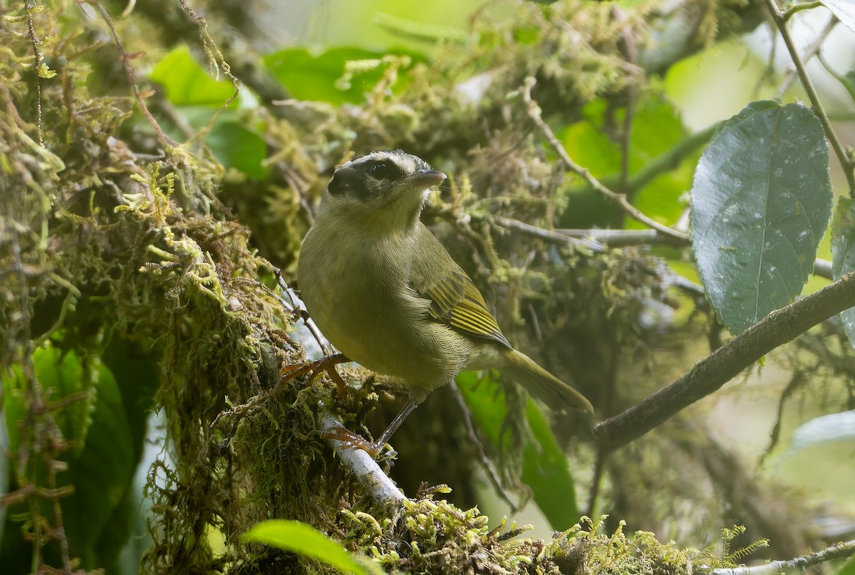 Three-striped Warbler (daedalus) - ML630627929