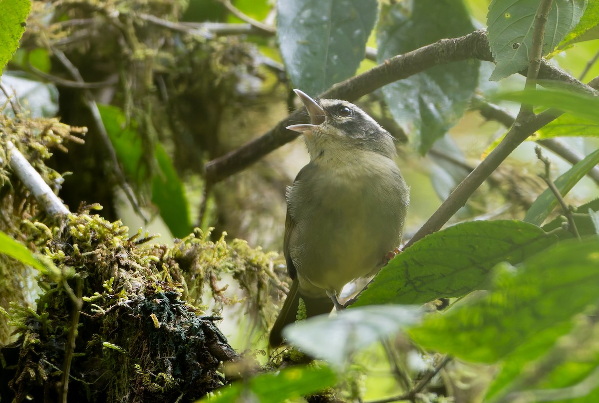 Three-striped Warbler (daedalus) - ML630627930